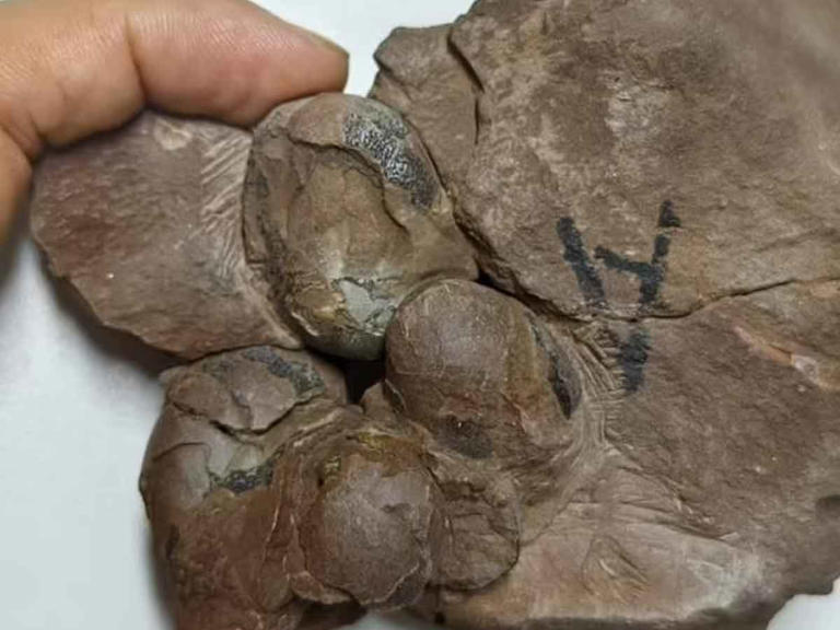 Un Nido Entero Es Descubierto.