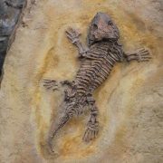 ¡Encuentran nuevo fósil de reptil que sorprende al mundo!