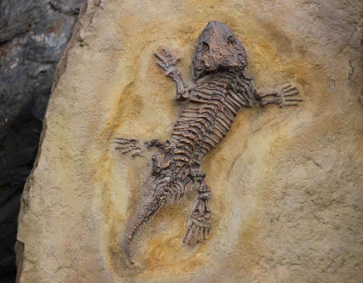 ¡Encuentran nuevo fósil de reptil que sorprende al mundo!