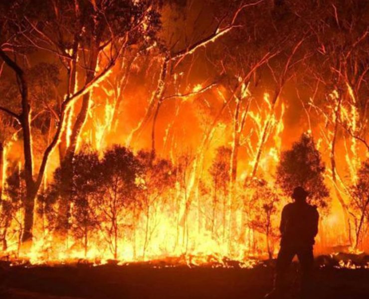 Anónimos Criminales que Incendiaron un Bosque
