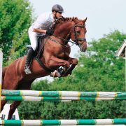 Curiosidades Sobre los Caballos