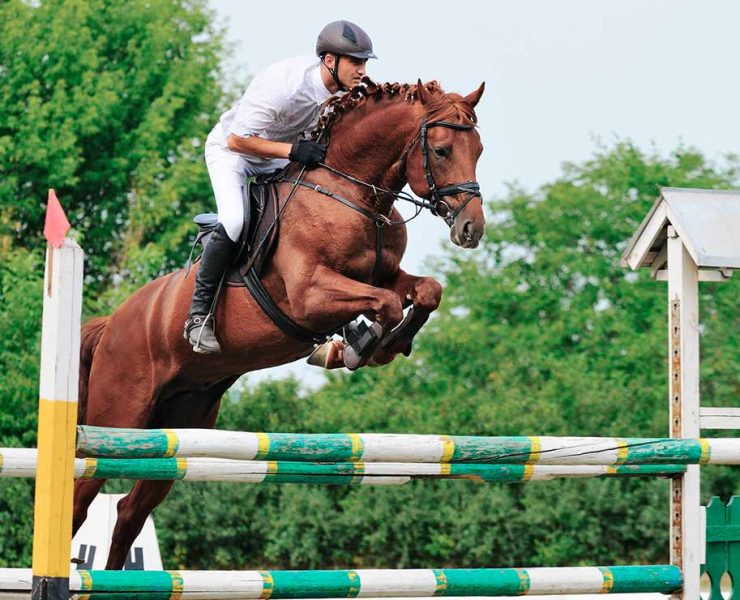 Curiosidades Sobre los Caballos