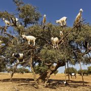 La Cabra Siempre Tira al Árbol