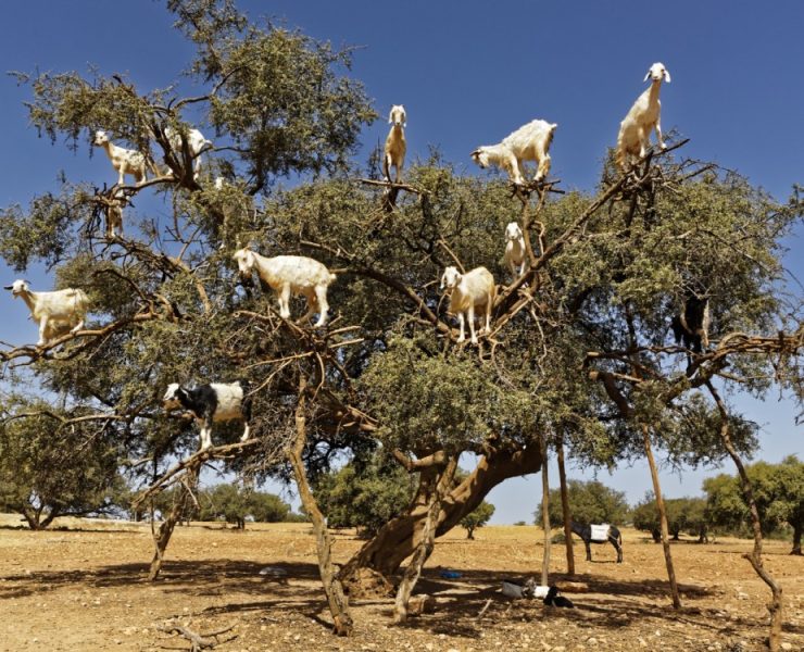 La Cabra Siempre Tira al Árbol
