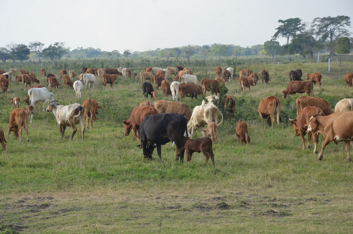 Ganaderos piden mayor control en los puntos de verificación