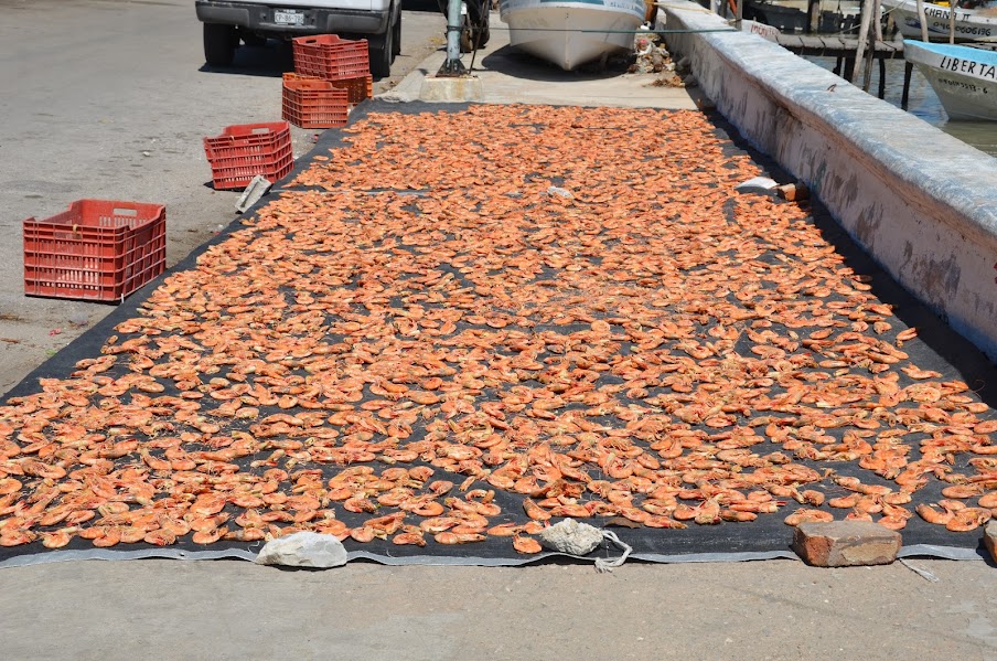 Ribereños reportan baja captura del camarón 7 barbas