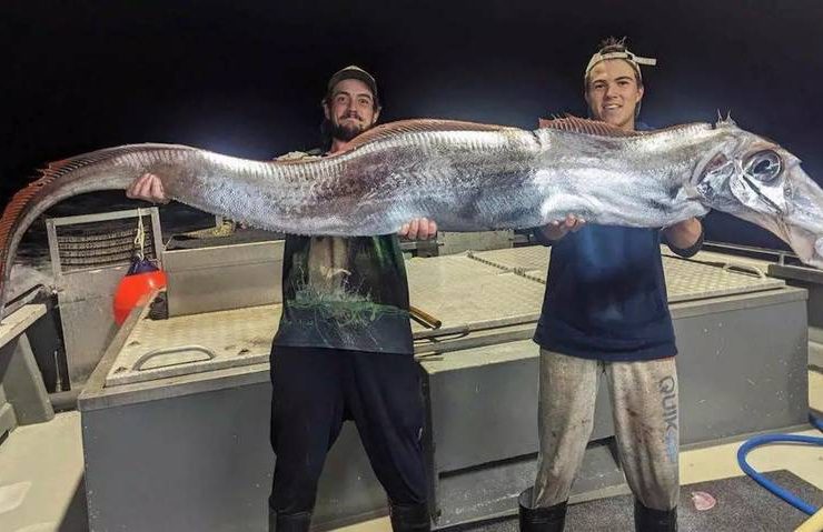 Capturan un Pez Remo en Australia: Un mal Augurio