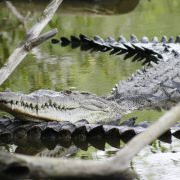 Colocarán banderas informativas en playas por presencia de cocodrilos