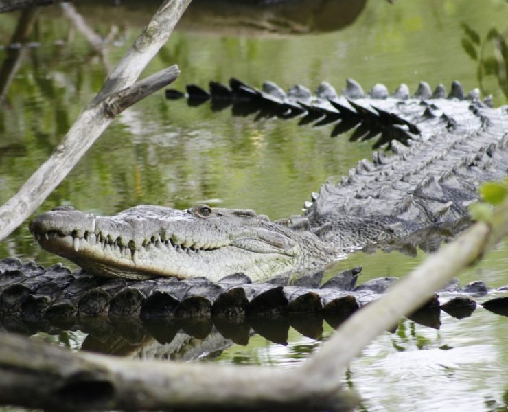 Colocarán banderas informativas en playas por presencia de cocodrilos