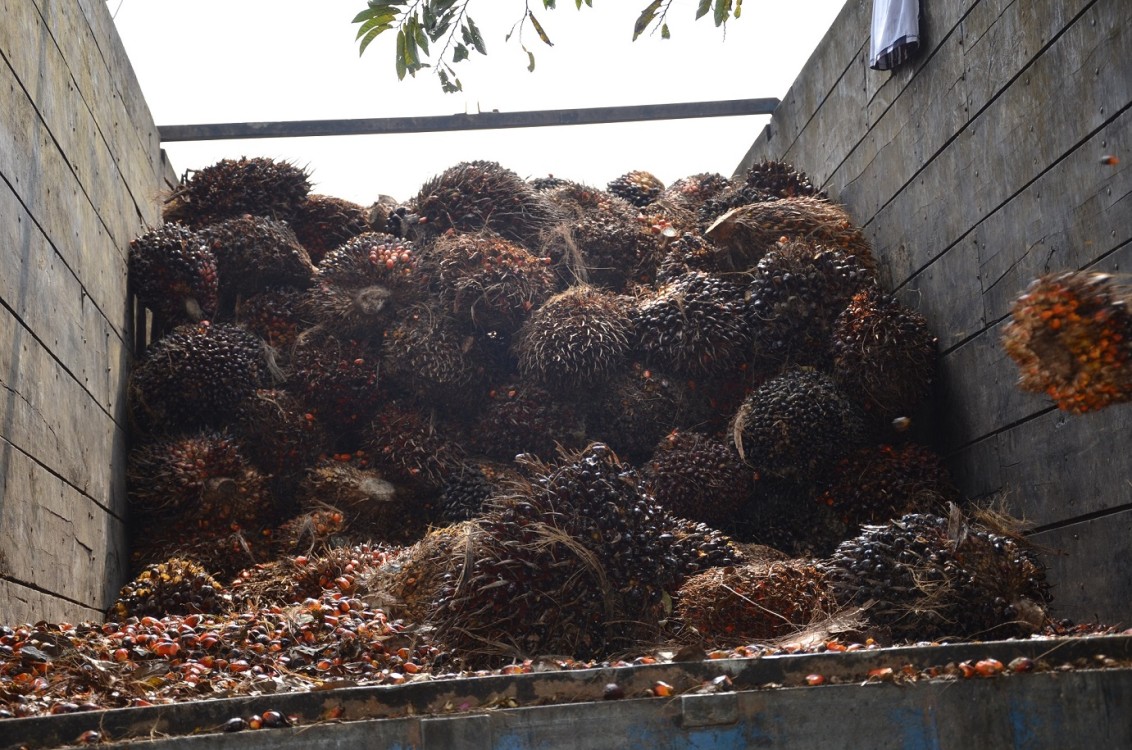 Aguacatal con un potencial económico