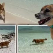 ¡Increíble! El mejor guía de turistas un perrito ciego y sordo