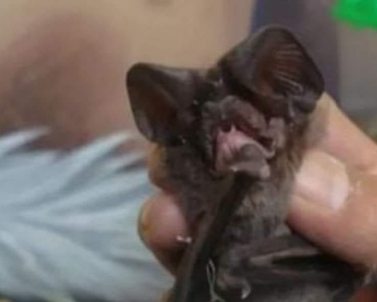 Hombre es mordido por murciélago y muere por rabia en Oaxaca