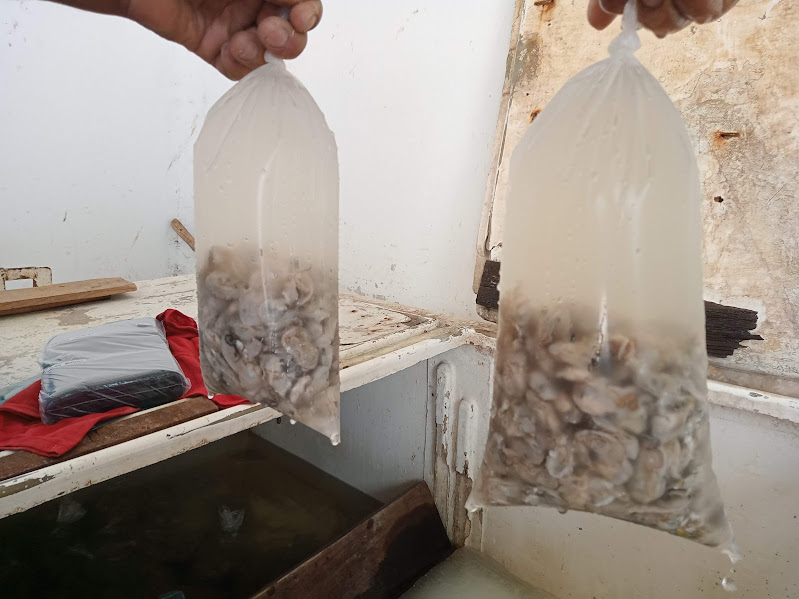 Crecientes afectan la producción ostionera