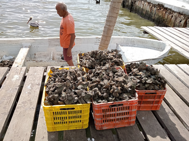 Crecientes afectan la producción ostionera