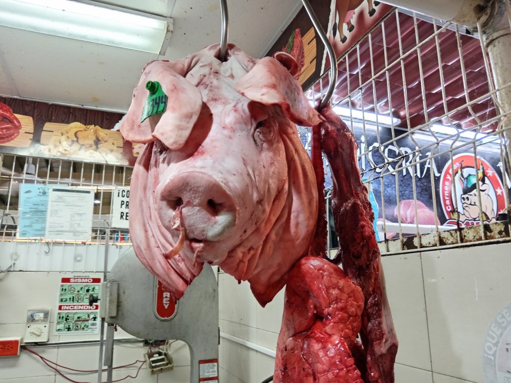 Sin incremento al precio de la carne de cerdo