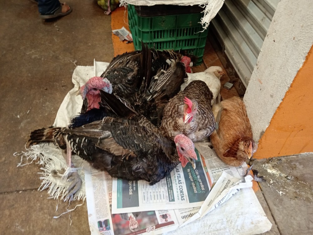 Comerciantes ven repunte en sus ventas