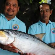 Reaparece un pez después de 20 años estando "extinto"