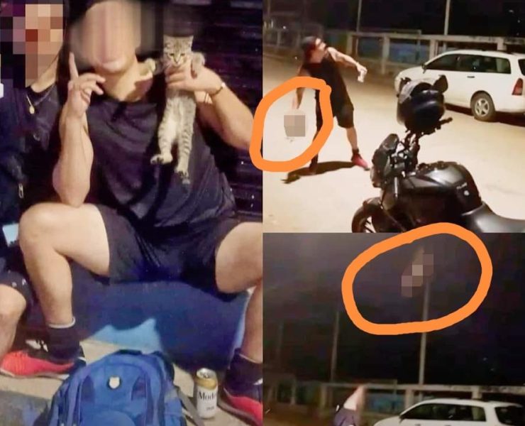 Maltrato a un Gato lo lanzo como si fuera pelota: Un Caso de Crueldad Animal