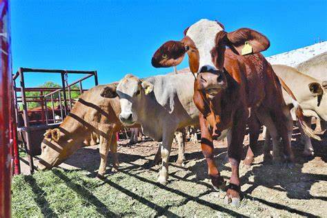 Contexto del Robo de Ganado en Yucatán