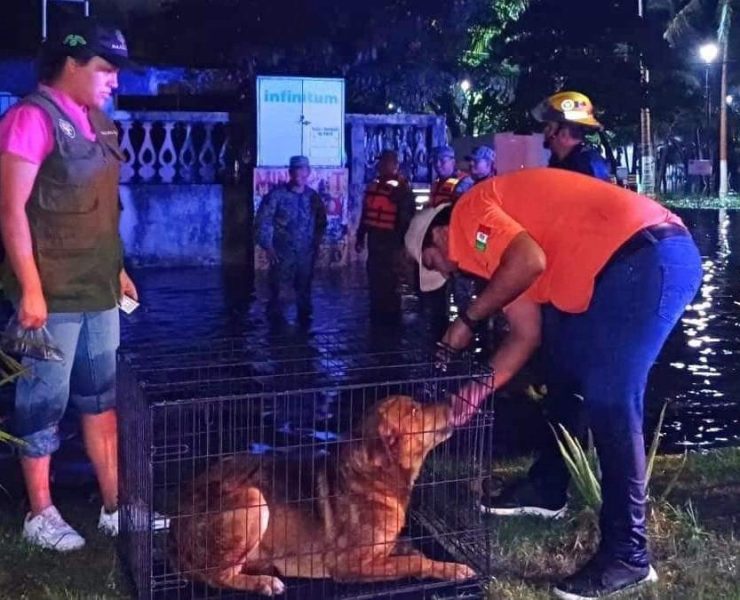 Perrito rescatado tras 3 días atrapado en inundación en Veracruz