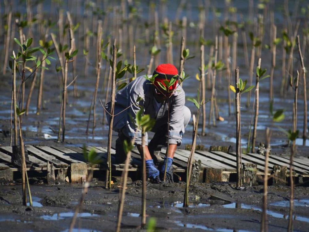 Pérdida de manglares afecta la producción de miel