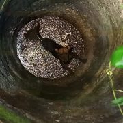 Rescatan al perrito de un Abuelito que se cayó al pozo