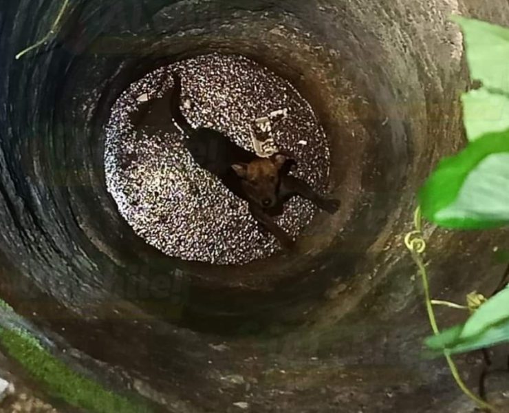 Rescatan al perrito de un Abuelito que se cayó al pozo
