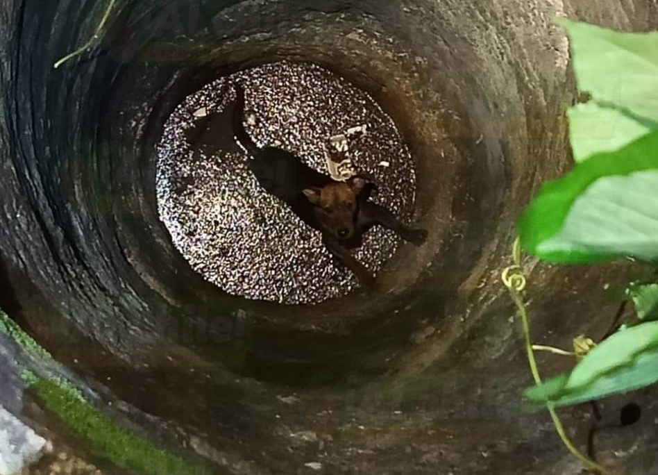 Rescatan al perrito de un Abuelito que se cayó al pozo