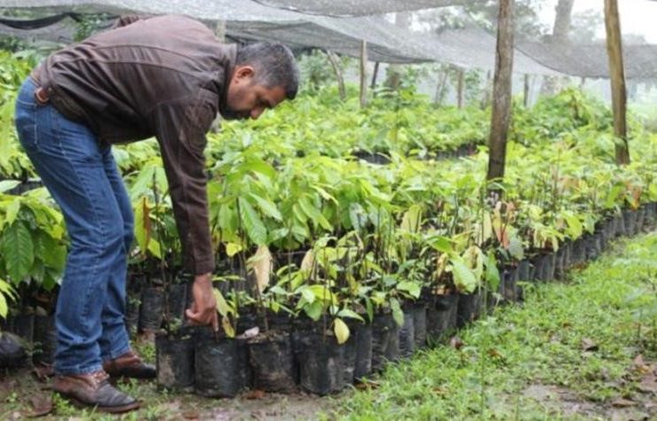 Sembrando Vida en Tabasco dará empleo y se reforestará 90 mil hectáreas
