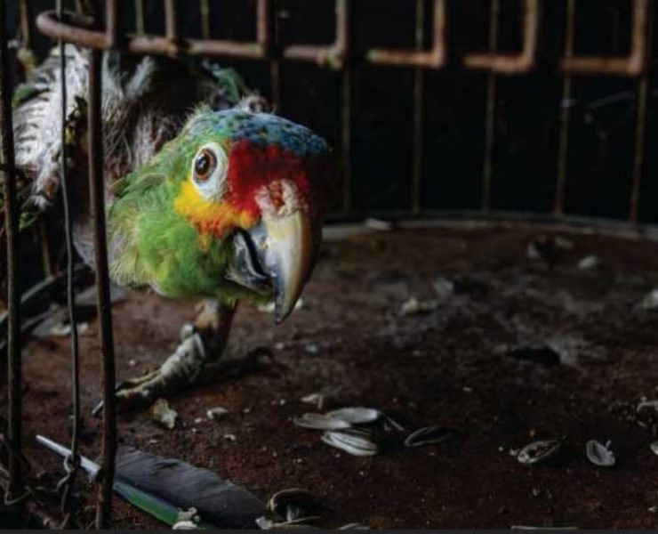 ¡Alerta! Tráfico de animales en Yucatán Pericos mueren