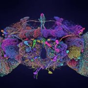 Mapean el cerebro de una mosca: El futuro de la Ciencia