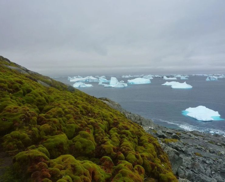 La Antártida se Reverdecen Aceleradamente ¡Alerta Global!