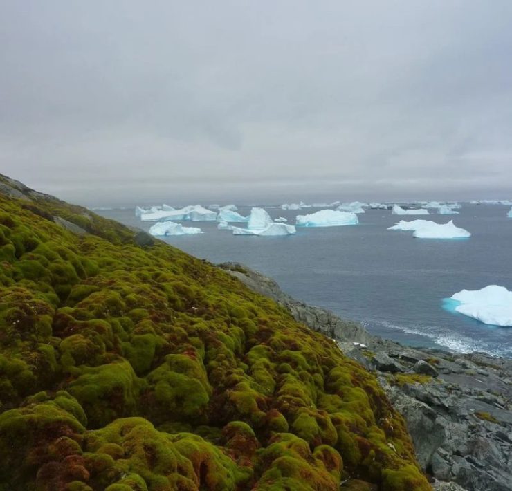 La Antártida se Reverdecen Aceleradamente ¡Alerta Global!