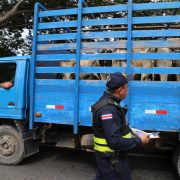 ¡Alerta! Crece el robo de ganado en Yucatán
