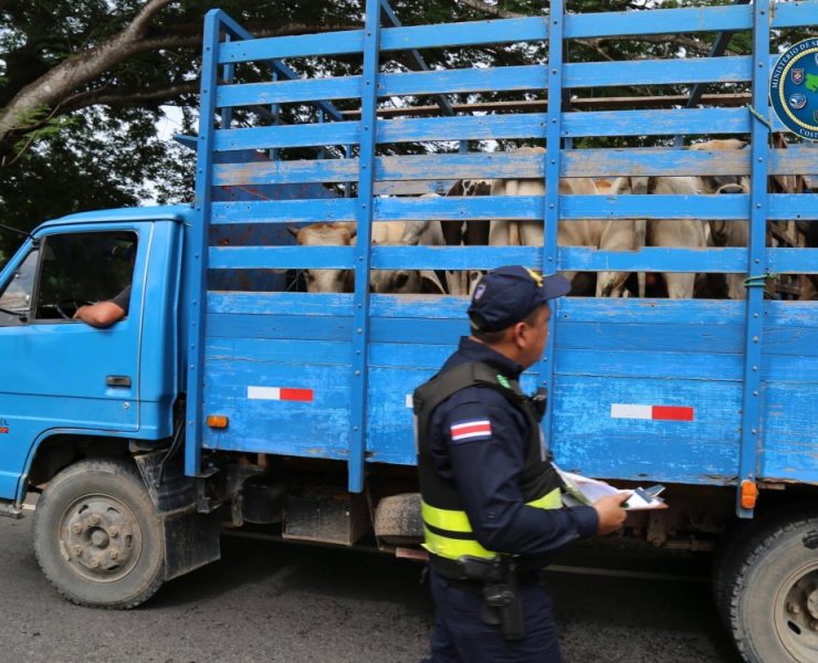 ¡Alerta! Crece el robo de ganado en Yucatán