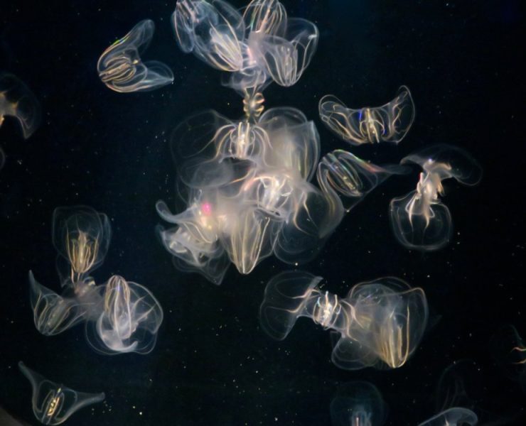 ¡Increíble! Medusas se fusionan para sanar sus heridas