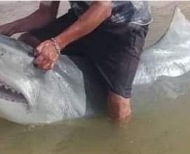 Tiburón blanco en playa de Yucatán aproximadamente 150 kg