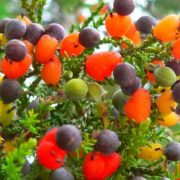 El Asombroso Árbol que da Cuarenta Tipos de Frutas