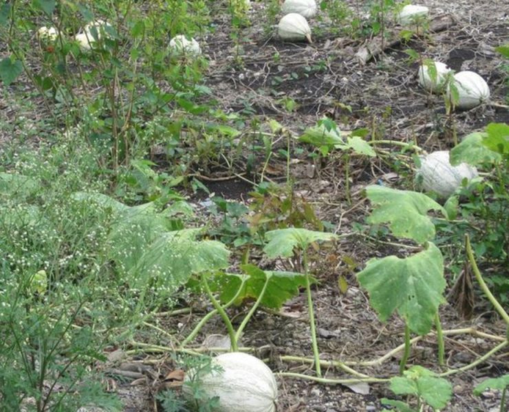 Coyotes de Puebla controlan el precio de la semilla de la chihua