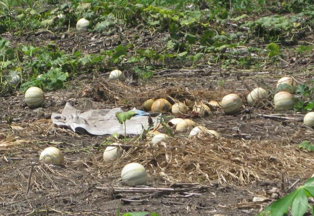 Coyotes de Puebla controlan el precio de la semilla de la chihua