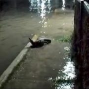 Sale cocodrilo del malecón de la Caleta