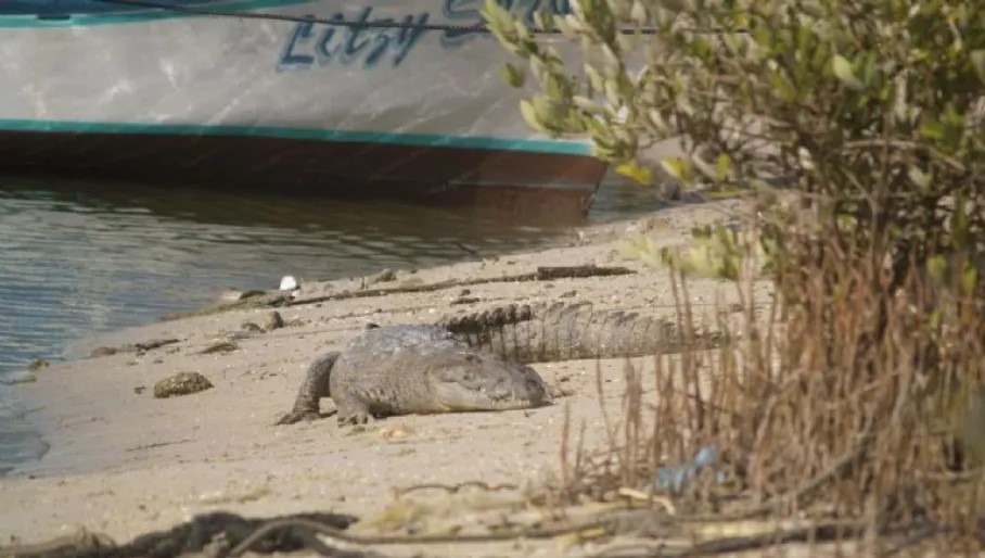 Desplazamiento de cocodrilos tras el paso de huracanes