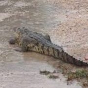 Cocodrilos en casas de Yucatán