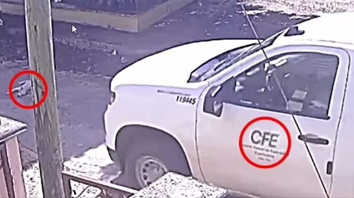 Empleado de CFE atropella intencionalmente a perrito