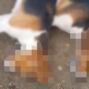 ¡Alarmante! Envenenamiento masivo de animales en Yucatán