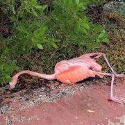 Flamenco muere por cables eléctricos en Yucatán: Impactante pérdida para la naturaleza