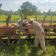 SINIIGA y SAGARPA realizan negocio redondo con el aretado de ganados
