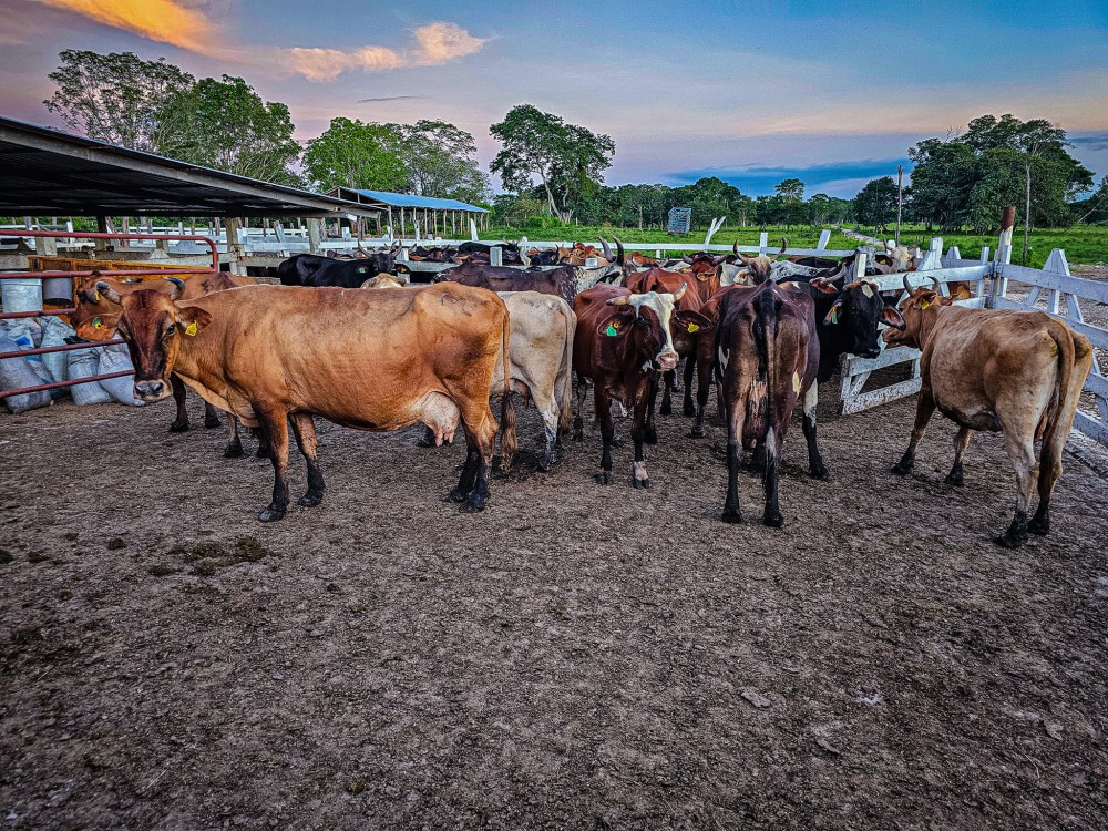 Crece robo de becerros en el ejido Aguacatal