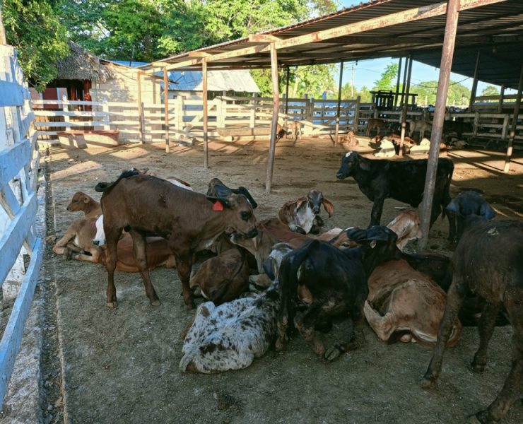 Crece robo de becerros en el ejido Aguacatal