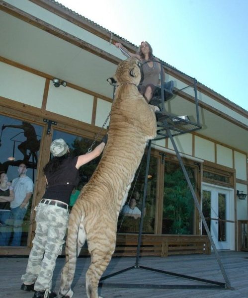 El Ligre Hércules: Un Tigre León Gigante
